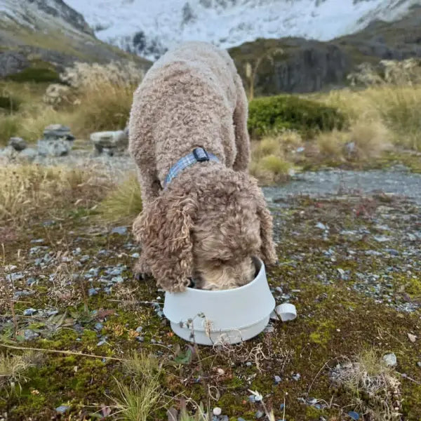 The 2-in-1 Travel Bowl