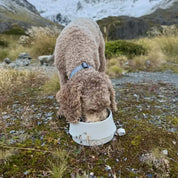 The 2-in-1 Travel Bowl