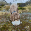 The 2-in-1 Travel Bowl