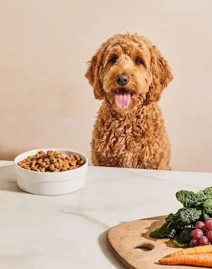 Kibble canister lifestyle