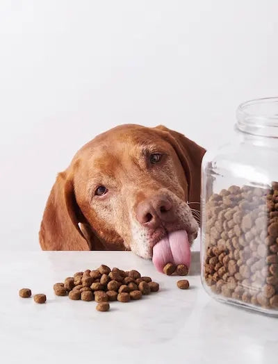 Kibble canister lifestyle